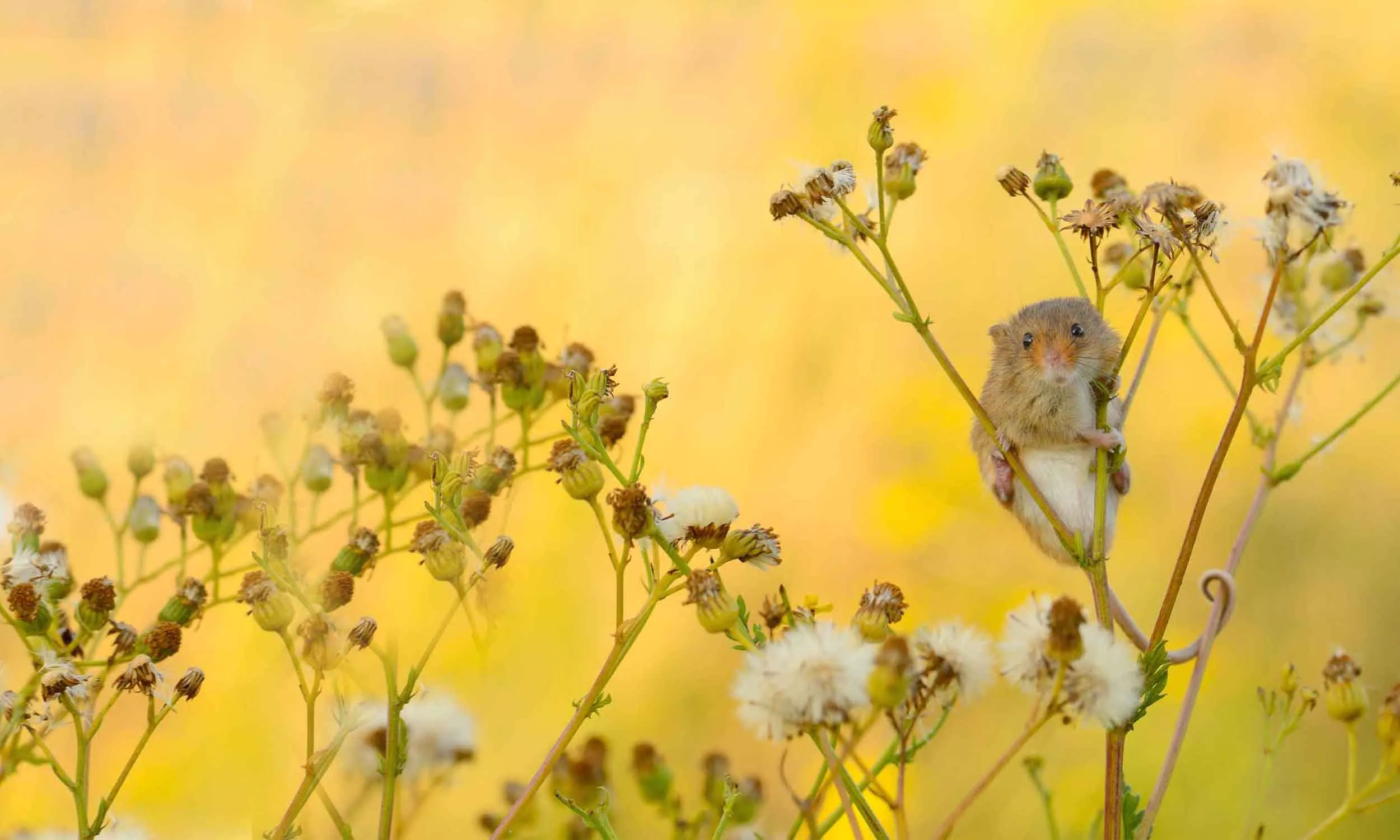 A lone mouse clinging to flowers in a yellow coloured meadow.